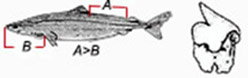 Somniosus rostratus_